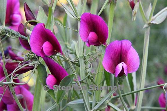 wpl_imgKL/Lathyrus tingitanus 8.jpg